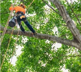 → TREE CLIMBING ZONES