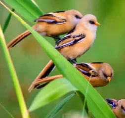 → BIRD WATCHING SPOTS